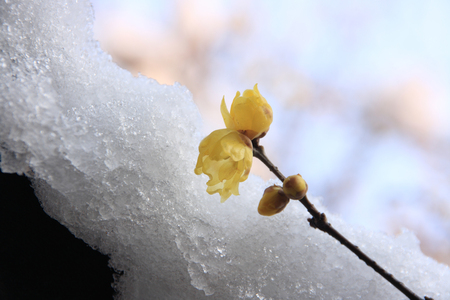 wintersweetの写真素材