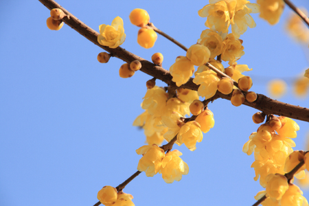 wintersweetの写真素材