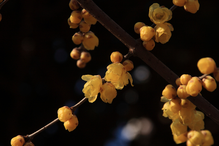 wintersweetの写真素材