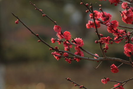 Plum blossomの写真素材