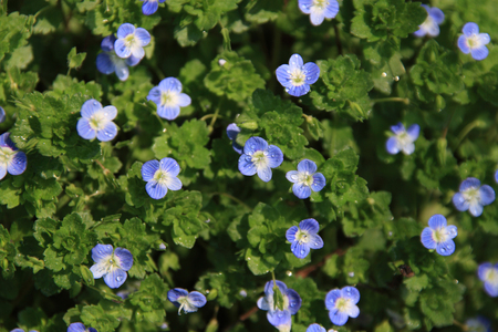 flower bloomingの写真素材