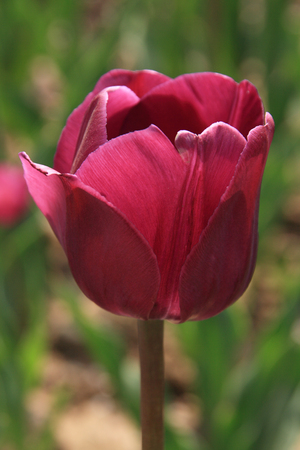 tulipsの写真素材
