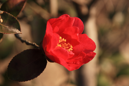 Camelliaの写真素材
