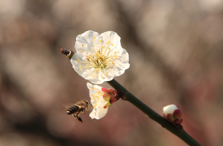 Plum blossomの写真素材