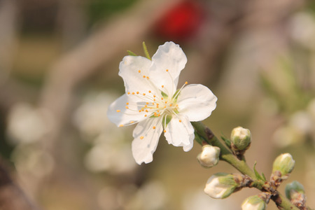 Peach blossomの写真素材