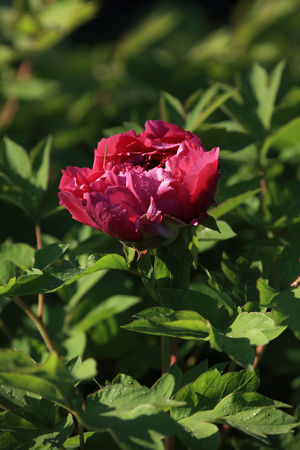 Peonyの写真素材