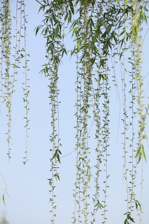 Weeping willow
