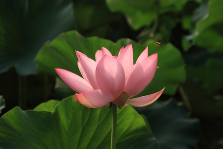 Lotusの写真素材