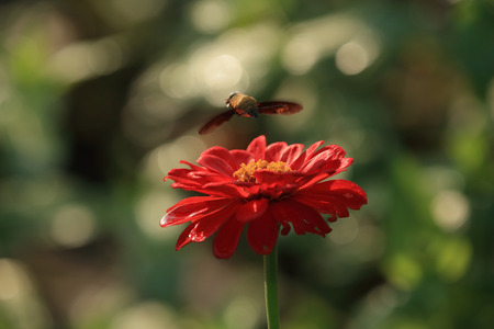 Hummingbird hawk-moth and Zinnia elegansの写真素材