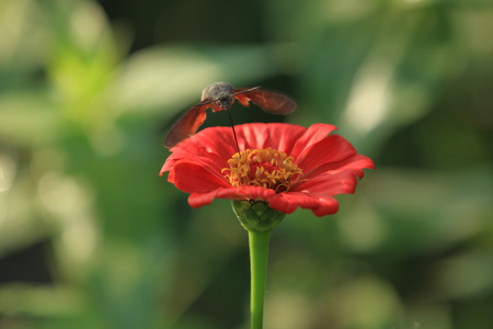 Hummingbird hawk-moth and Zinnia elegansの写真素材