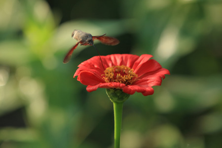 Hummingbird hawk-moth and Zinnia elegansの写真素材