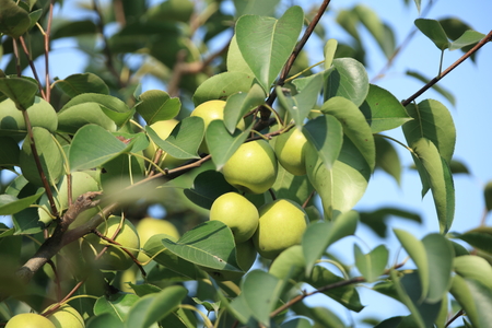 Pear on the treeの写真素材