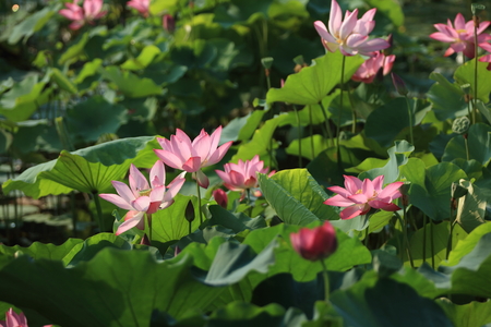 Lotusの写真素材