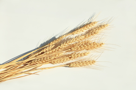 wheatの写真素材