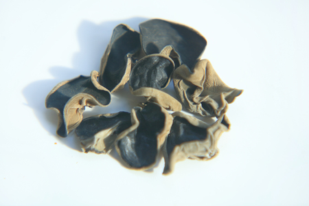 Fungusの写真素材