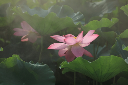 Lotus in the fogの写真素材