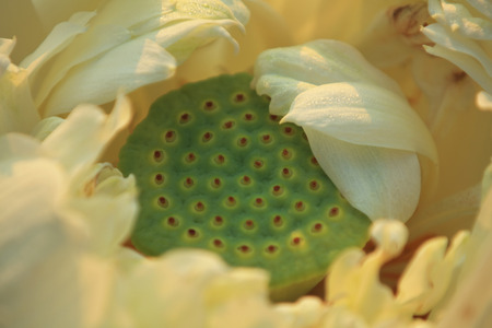 Lotus bud close upの写真素材