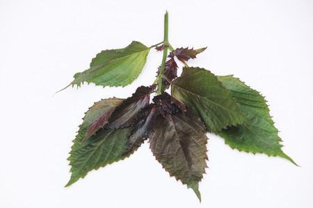 Beefsteak plant
