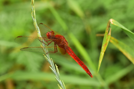 dragonflyの写真素材