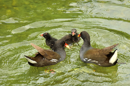 Ducks swim in the pond. Ducks on the river. Water birds on the water.の写真素材