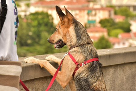 Portrait of a dog. German Shepherd dog for a walk.の写真素材