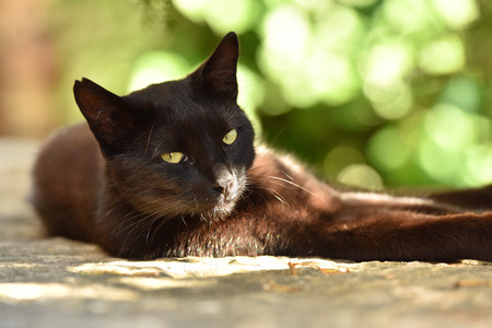Portrait of a black cat.の写真素材