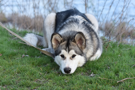 Portrait of the Alaskan Malamute. The dog is on a walk.の写真素材