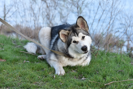 Portrait of the Alaskan Malamute. The dog is on a walk.の写真素材