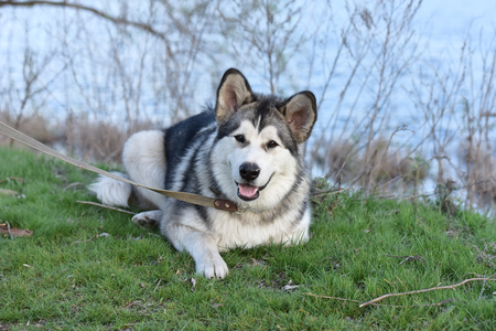 Portrait of the Alaskan Malamute. The dog is on a walk.の写真素材