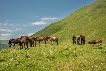 Herd of horses standing on green pasture under blue sky in Svaneti, Georgiaの写真素材