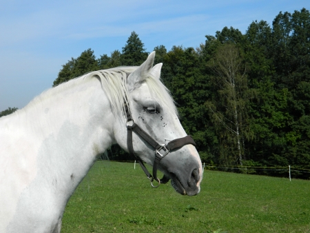 white horseの写真素材