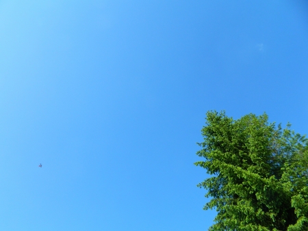 peak of coniferousの写真素材