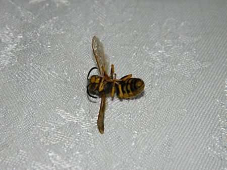 lying dead waspの写真素材