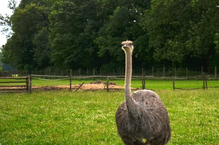 ostrich Struthio camelus