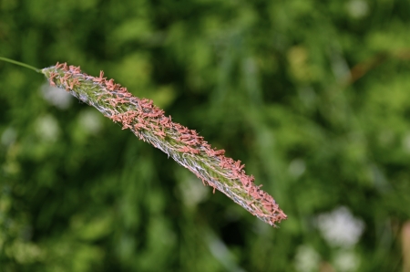 plant Alopecurusの写真素材