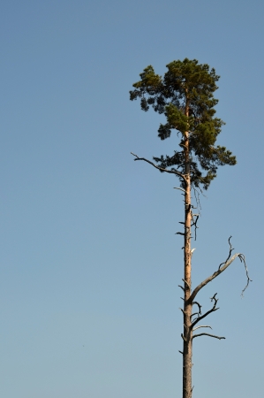 high pine treeの写真素材