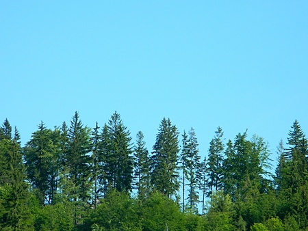 forest tree landscapeの写真素材