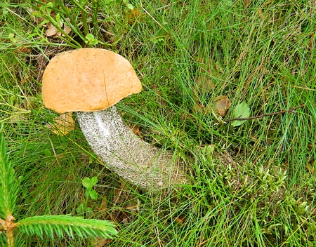 edible mushroom in the grassの写真素材