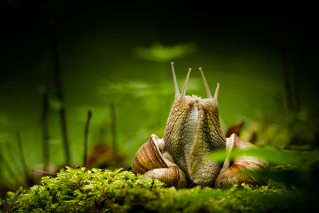 Snail loversの写真素材