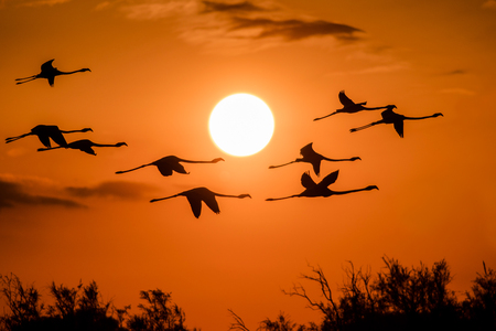 flamingosの写真素材