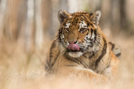 Siberian tiger_2の写真素材