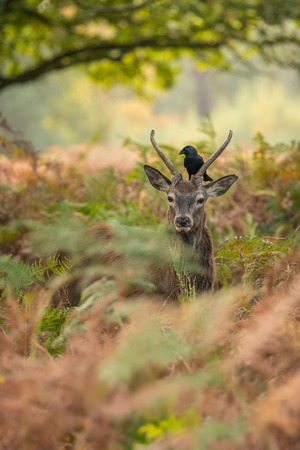 Red deer and jackdawの写真素材