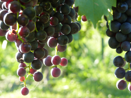 Close up macro of blue bunch cluster of grapes on grape vine plant in sunset.