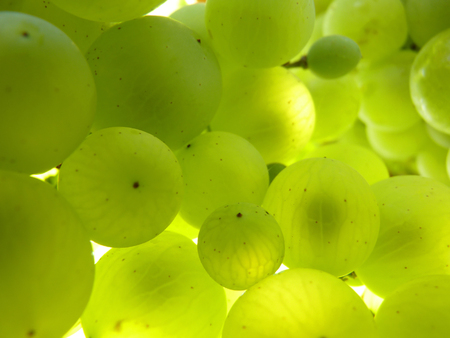 Close up macro of ripe translucent grape cluster hanging on vine plant in vineyard.の写真素材