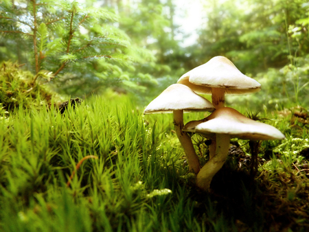 Close up macro detail of white mushroom growing in forest moss.の写真素材