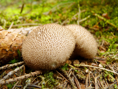 Close up detail of dusky puffball mushroom growing in forest.の写真素材