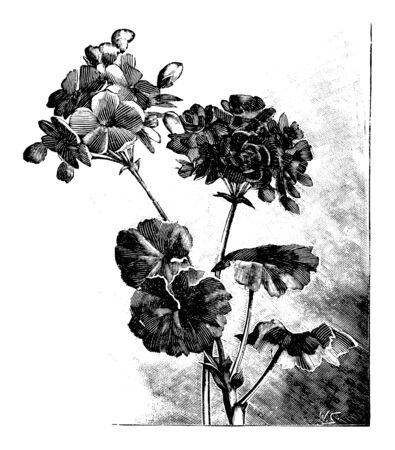 Antique vintage line art vector illustration, engraving or drawing of blooming pelargonium flower.のイラスト素材