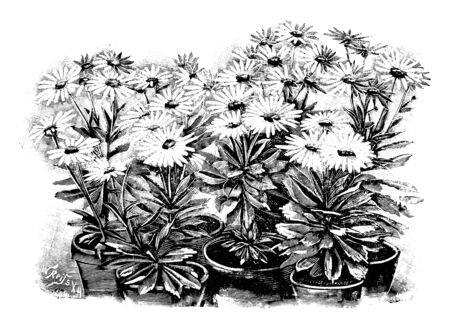Antique vintage line art vector illustration, engraving or drawing of several blooming Nipponanthemum Nipponicum or nippon daisy plants in pots.のイラスト素材