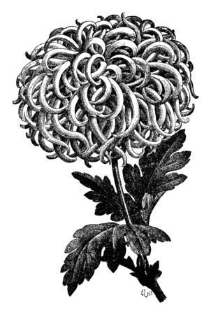 Antique vintage line art illustration, engraving or drawing of blooming chrysanthemum . Autumn flower. Vector.のイラスト素材