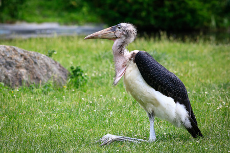 the africa marabuの写真素材